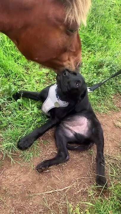 Horse Mistakes Puppy for Foal