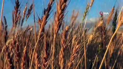 Evinde ürettiği bakteri ile tarımsal üretimini ikiye katladı