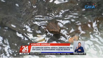 1,000 palakang bukid, pinakawalan sa mga estero at kanal para mapuksa ang mga lamok na may dalang Dengue  | 24 Oras