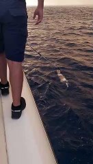 Marmaris'te alevlerden kaçamak için denize giren köpek böyle kurtarıldı