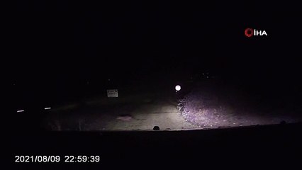 Yola çıkan çakal yavrusu otomobilin altında kaldı