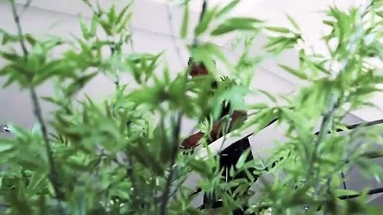 Beşiktaş, Alex Teixeira transferini açıkladı