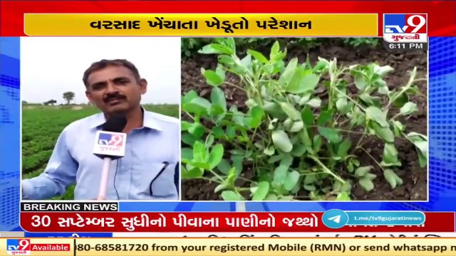 Amid delayed monsoon, pests add to the woes of Moti Paneli's farmers, Rajkot _ TV9News