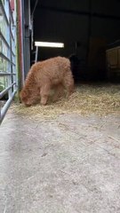 Esta amizade prova que os animais do campo têm muito para nos mostrar