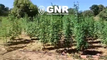 Apreensão de mais de 450 plantas de canábis em Estremoz