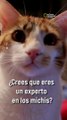 Curiosidades que no sabías sobre los gatitos