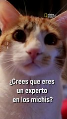 Curiosidades que no sabías sobre los gatitos