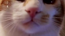 Curiosidades que no sabías sobre los gatitos
