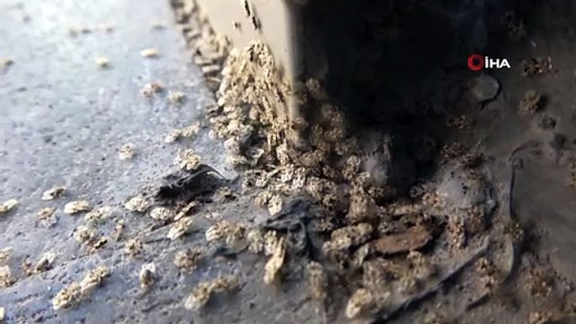 Kırklareli’nde Dantel Böceği istilası