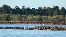 Flamingos Algarve