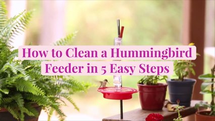 How to Clean a Hummingbird Feeder in 5 Easy Steps