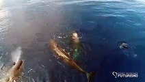 cachalotes, golfinhos, Açores