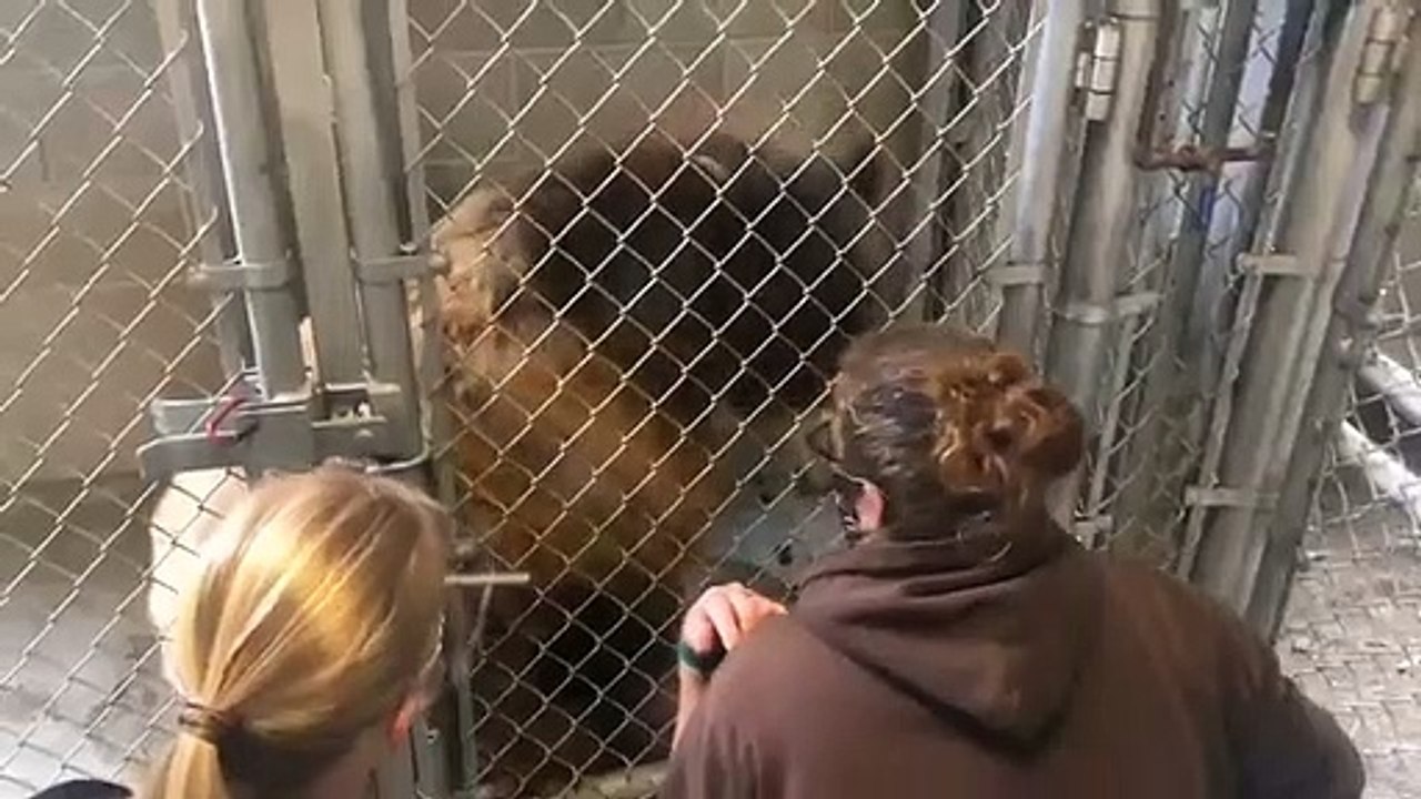 Vacina Covid-19 urso