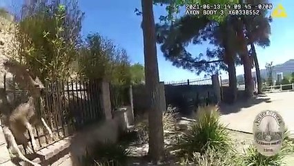 Glendale Police, resgate de veado,