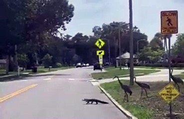 vídeo viral, Florida, jacaré, aves,