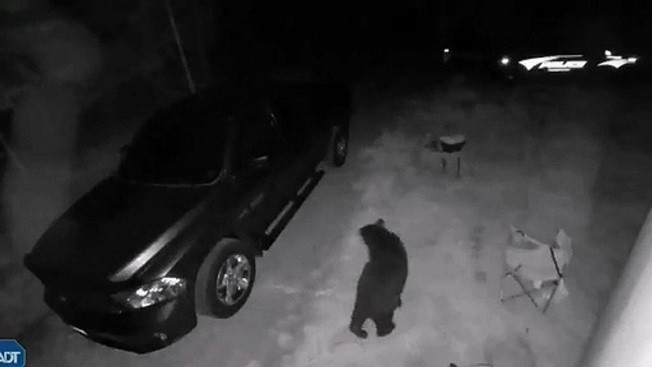 Urso carro assalto