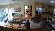 Cães aterrorizam urso que invadiu casa nos EUA e mostram que o tamanho não importa