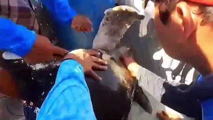 Tartarugas salvas em El Salvador