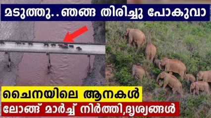 China's Famous Wandering Elephants are finally coming home