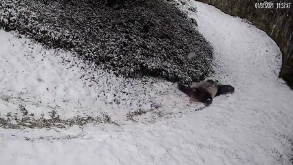 Panda-gigante brinca na neve