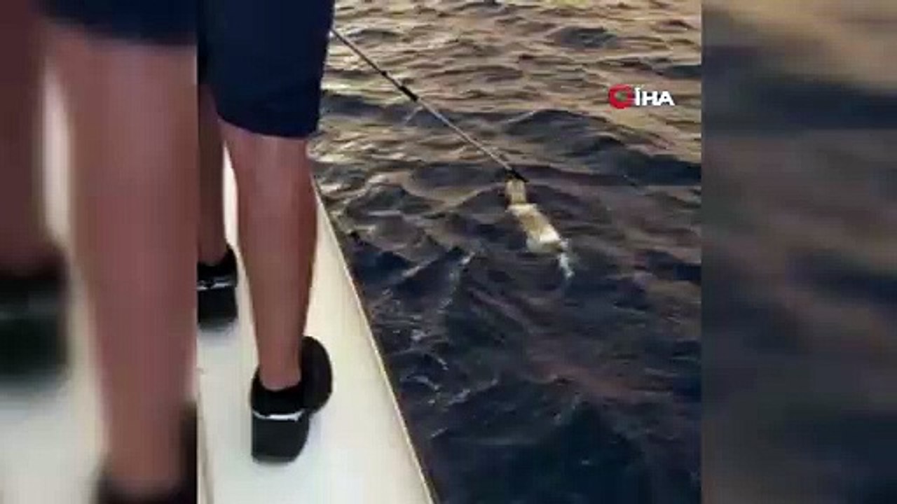 Sahil Güvenlik ekibi yangından kaçarak denize atlayan köpeği böyle kurtardı