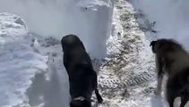 Casal cria labirinto na neve para os seus 21 cães