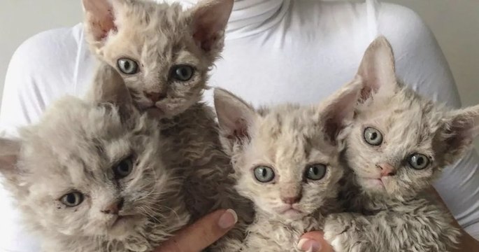 Voici le Selkirk rex, un chat doté d'un pelage naturellement frisé