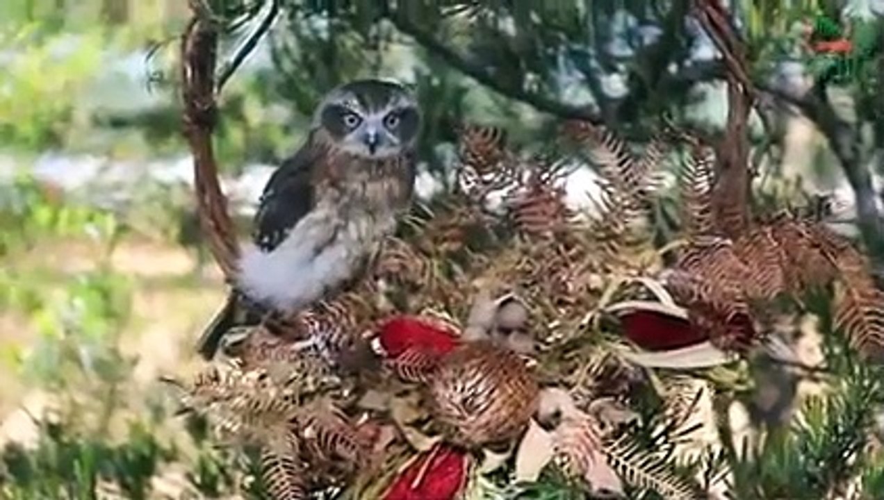 Australian Reptile Park