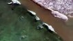 Cerca de 50 tubarões avistados em duas praias na Austrália