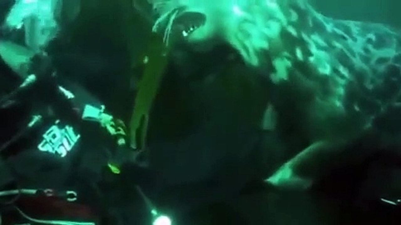 Mergulho