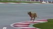 Cão invade circuito de Istambul - GP da Turquia