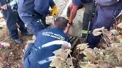 Gato resgatado após passar um dia inteiro preso numa sarjeta no Colorado