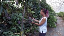 Изменения климата заставляет сицилийских фермеров ставить на манго