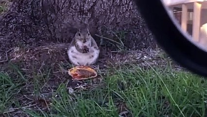 Esquilo apanhado a comer Mcdonalds
