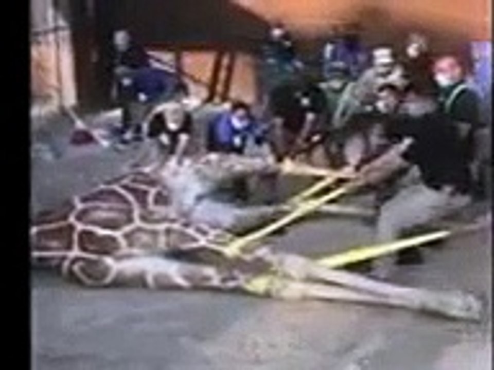 Girafa, casco