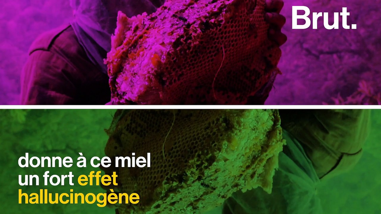 Népal : la chasse au miel hallucinogène