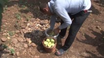 Tescilli Abbas incirinde hasat dönemi