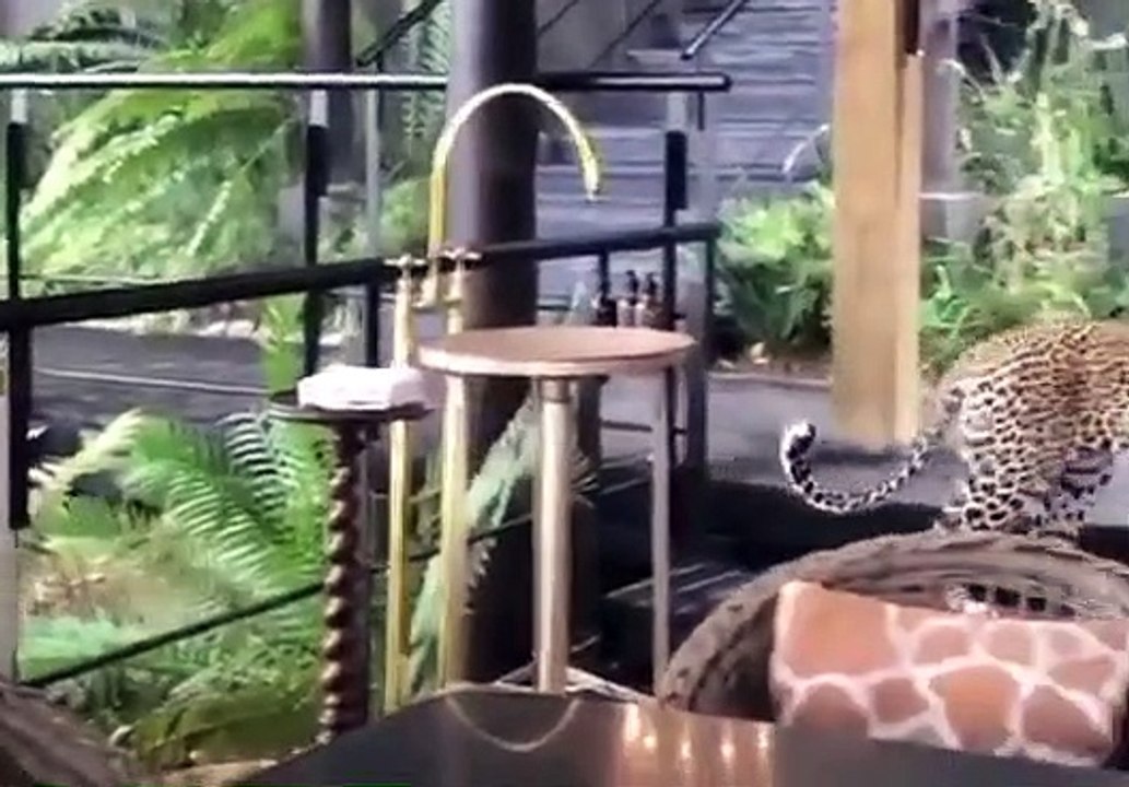 leopardo em restaurante áfrica do sul