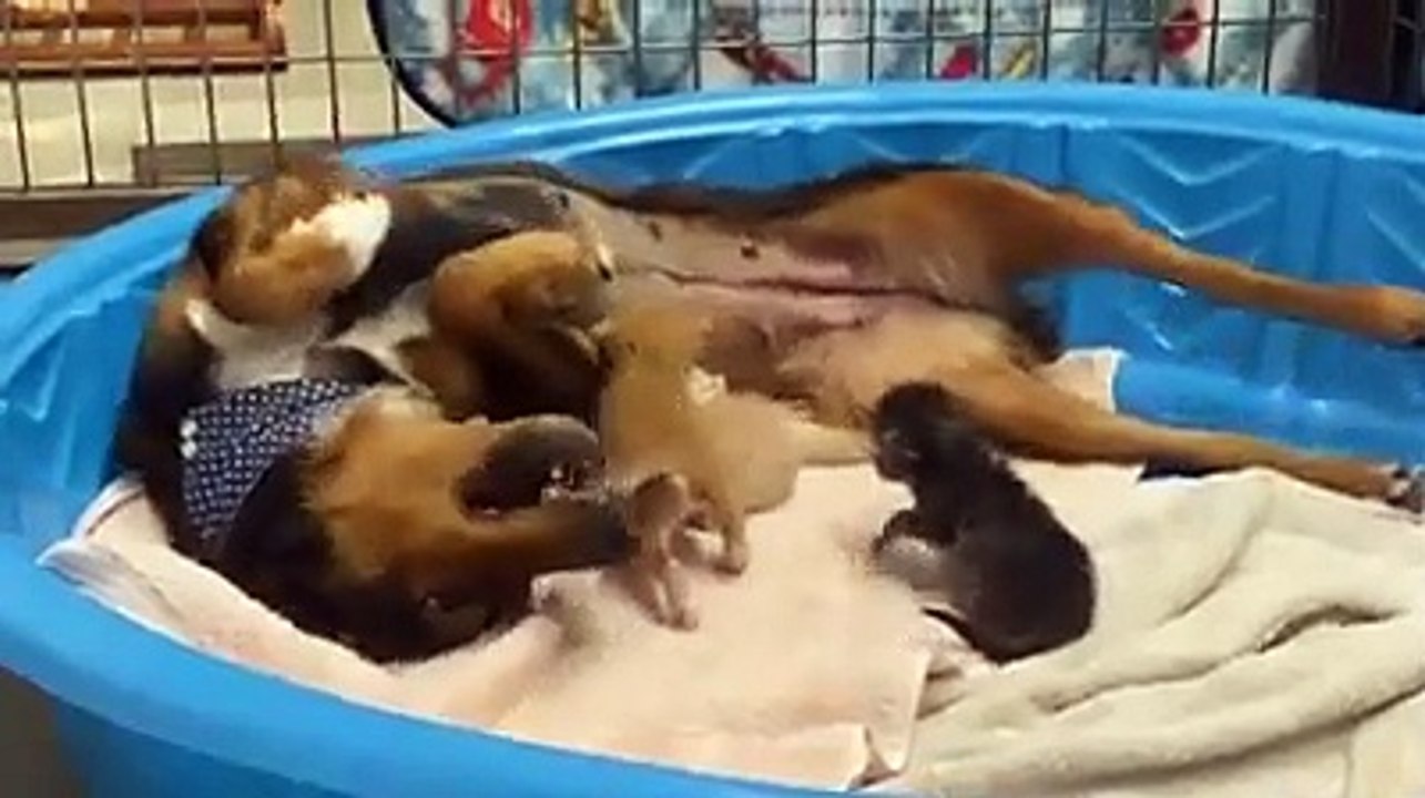 Cadela adota gatinhos