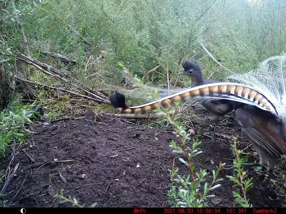 Female Superb Lyrebird Rejects Dancing Suitor