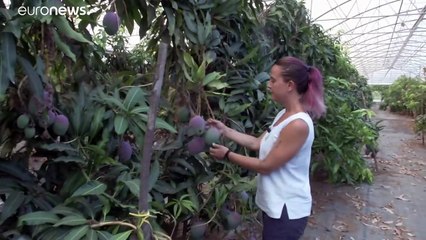 Download Video: Agricultores sicilianos cambian los cítricos por los frutos tropicales