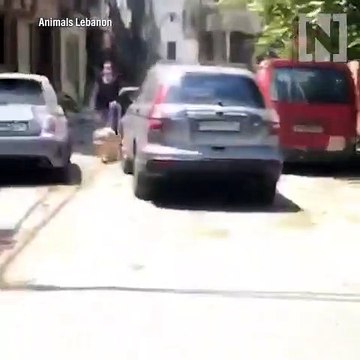 Após explosão, animais estão a reunir-se com os donos em Beirute