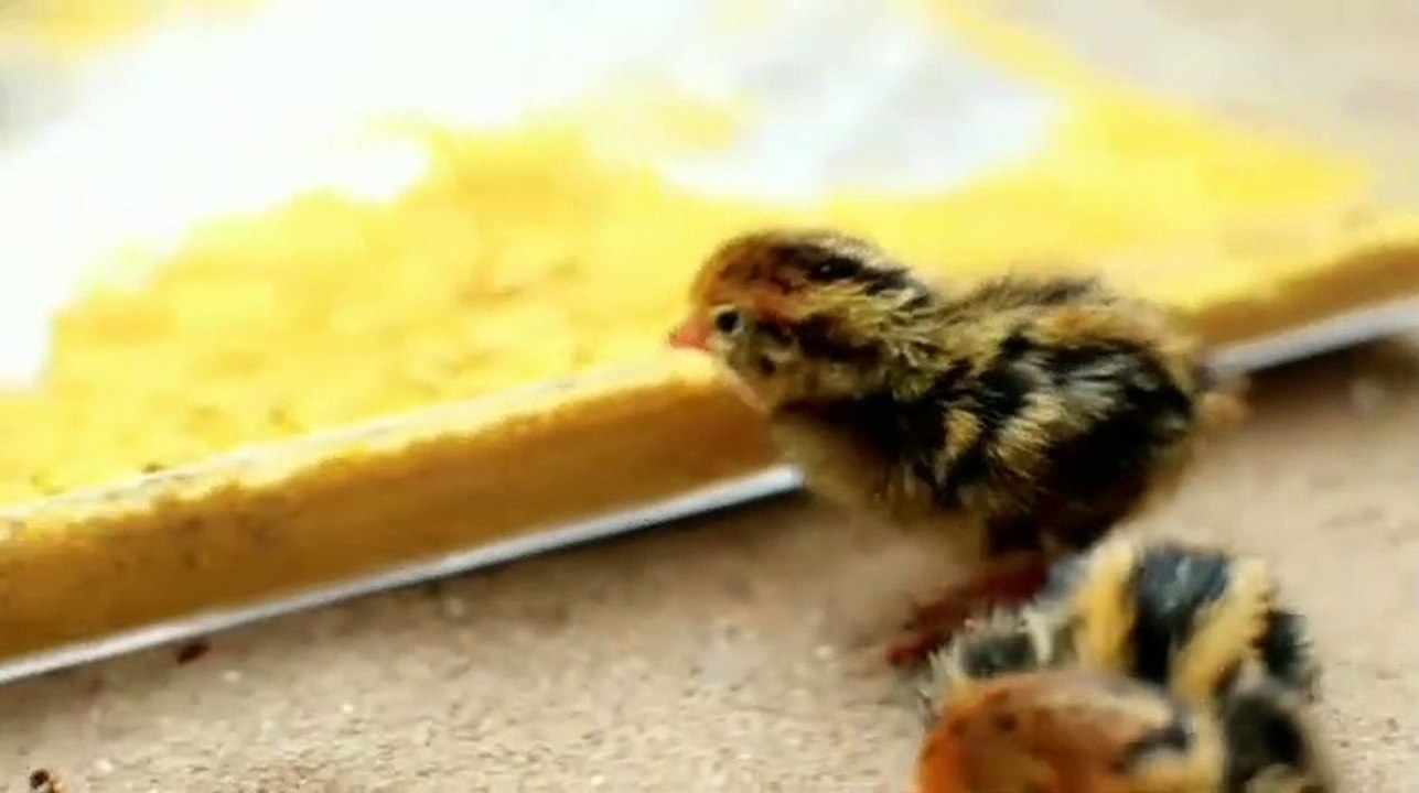 Best animal video, wildlife video, wildlife animal video, birds funny videos, birds video, funny videos,