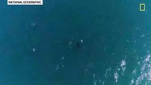 Tubarão filmado a afogar baleia no primeiro ataque conhecido do género