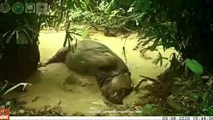 rinoceronte a tomar banho