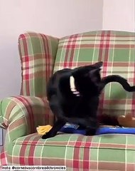 Gato faz sucesso no Instagram por causa das suas... sobrancelhas