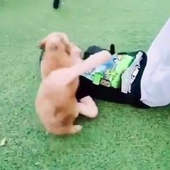 Vídeo: Jennifer Lopez surpreende filho com novo membro da família