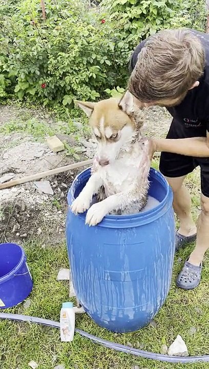 Barrel Bath for Dirty Dog