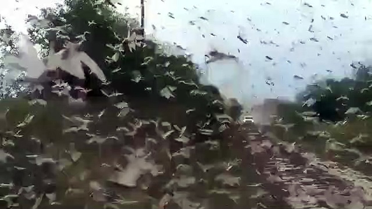 Vídeo: Nuvem de gafanhotos chega a Argentina e aproxima-se do Brasil