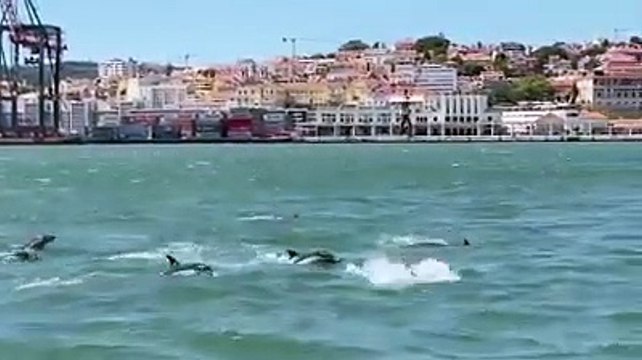 Parece que os golfinhos vieram para ficar. 10.º dia no Tejo